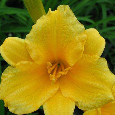 Buy Daylily 'Stella D'oro' Online | Yellow Flower Sun Perennial | Bay Gardens