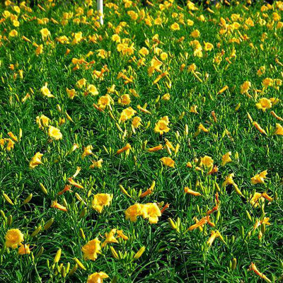 Buy Daylily 'Stella D'oro' Online | Yellow Flower Sun Perennial | Bay Gardens