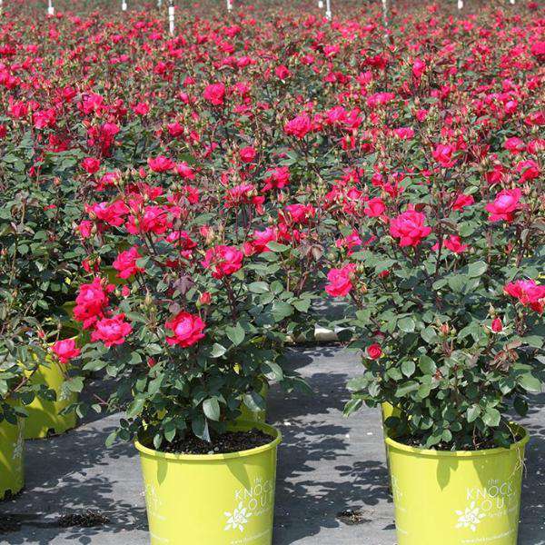 Shrub Rose 'Radrazz' KNOCK OUT, Plant Profile