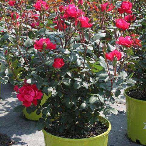 Double Knockout Rose | Rosa for sale | Flowering Shrubs