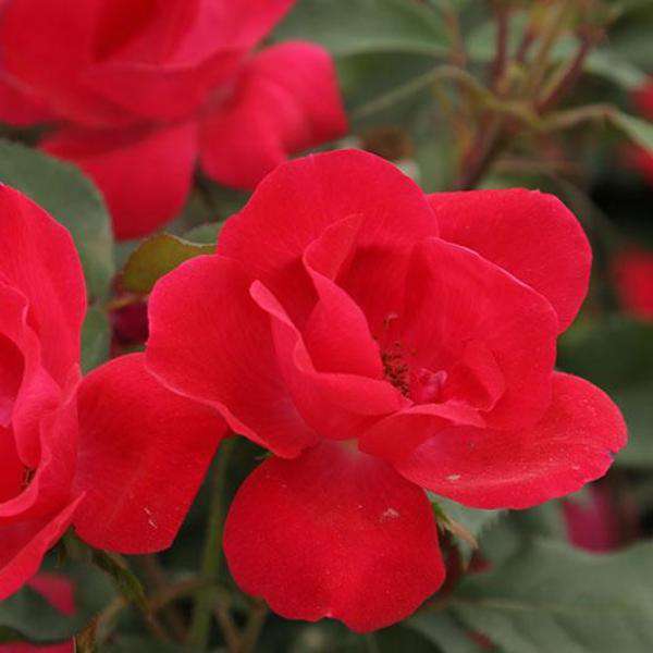 Red Knockout Rose | Rosa for sale | Flowering Shrubs