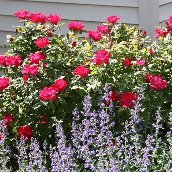 Pink Forest Rose Plant｜粉红森林 – Rose_Explosion