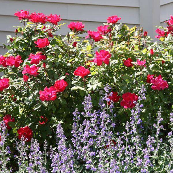 Red Knockout Rose | Rosa for sale | Flowering Shrubs