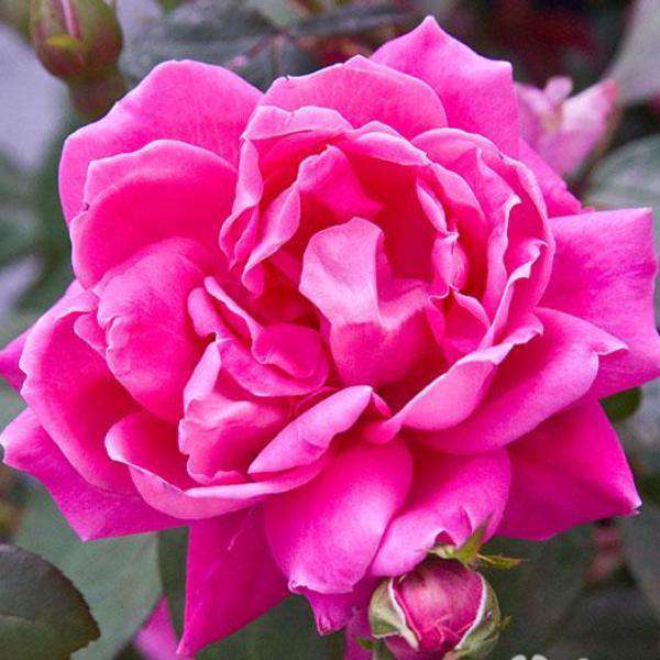 Pink Double Knockout Rose | Rosa for sale | Flowering Shrubs