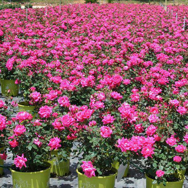 Pink Double Knockout Rose | Rosa for sale | Flowering Shrubs
