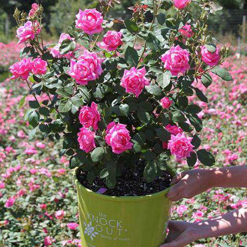 Pink Double Knockout Rose | Rosa for sale | Flowering Shrubs