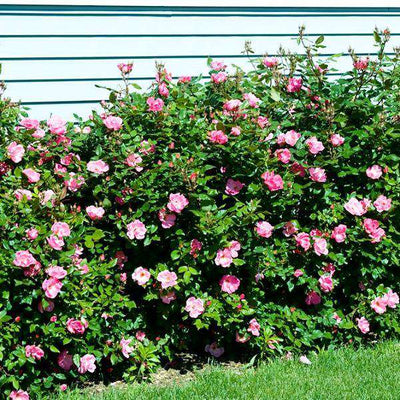 Pink Knockout Rose | Rosa for sale | Flowering Shrubs