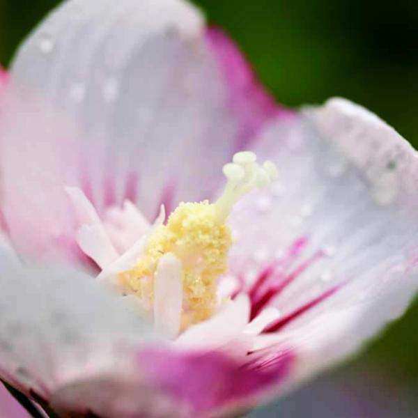 Hibiscus syriacus First Editions® 'Fiji' (Rose of Sharon)