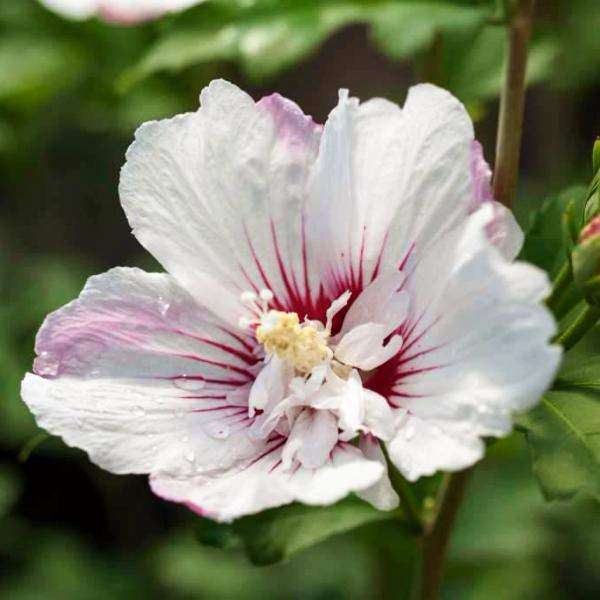 Hibiscus syriacus First Editions® 'Fiji' (Rose of Sharon)