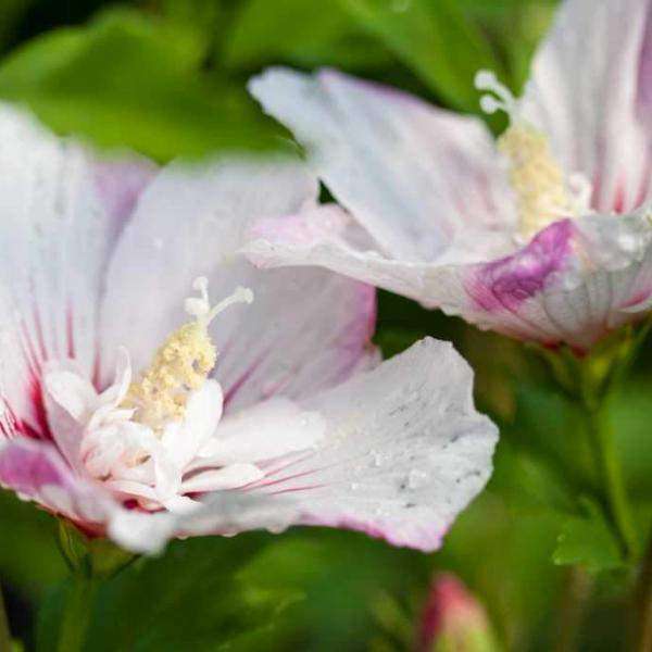 Hibiscus syriacus First Editions® 'Fiji' (Rose of Sharon)