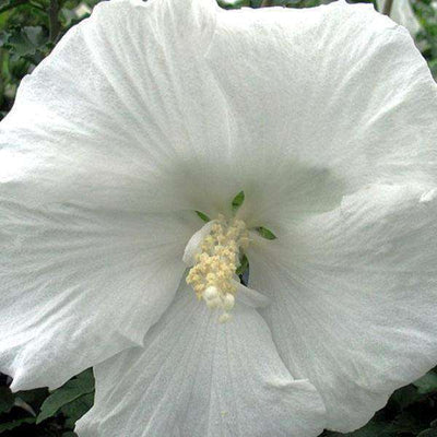 Buy Hibiscus 'Diana' Online | White Flowering Shrub | Bay Gardens