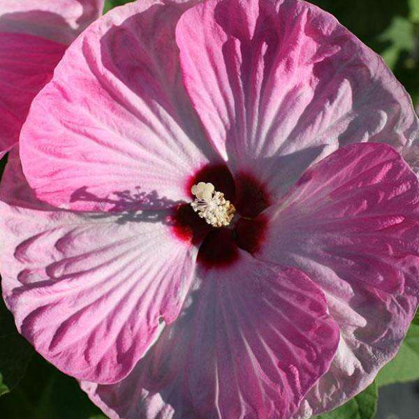 Hibiscus 'Luna Pink Swirl'