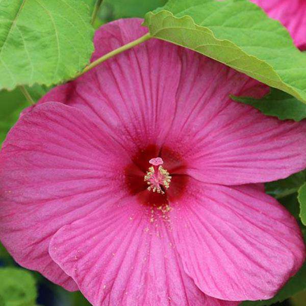 Hibiscus 'Luna Rose'