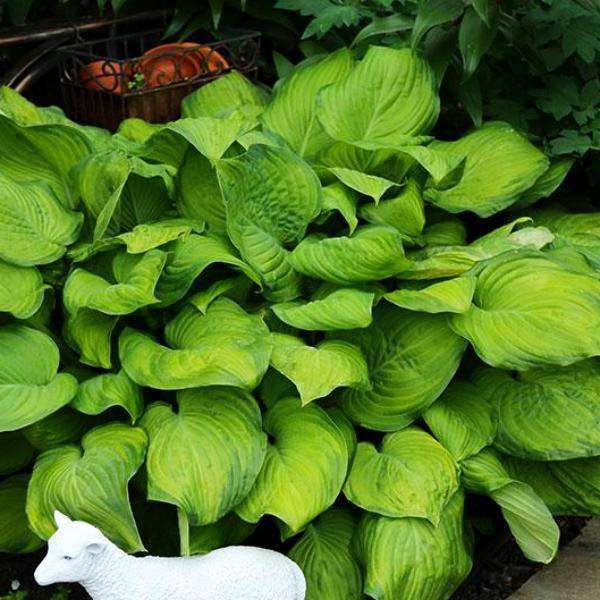 Hosta 'Guacamole'