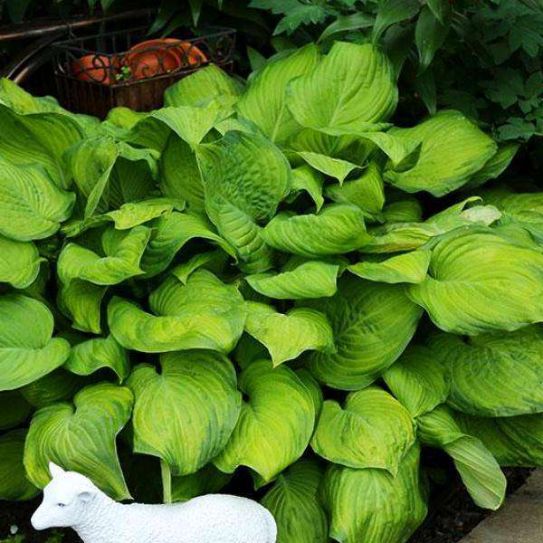 Buy Hosta 'Guacamole' Online | Shade Perennials