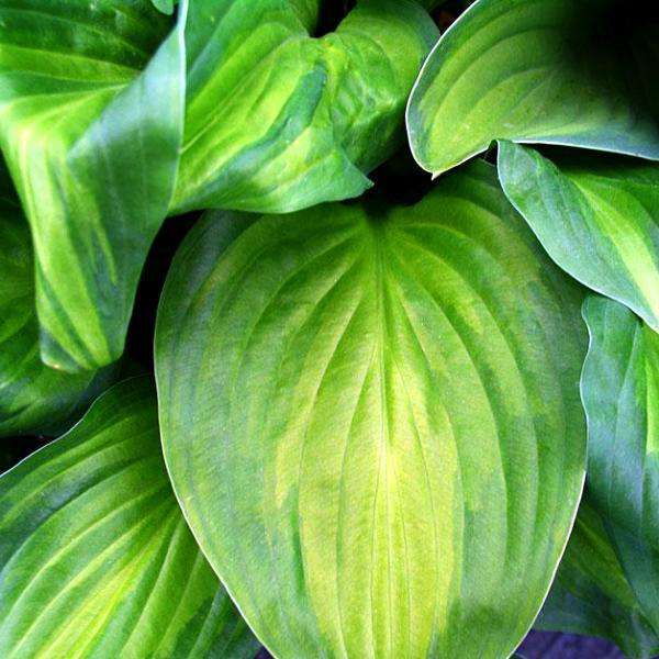 Hosta 'Guacamole'