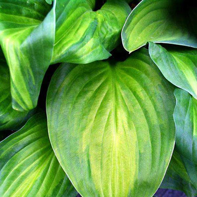 Hosta 'Guacamole'