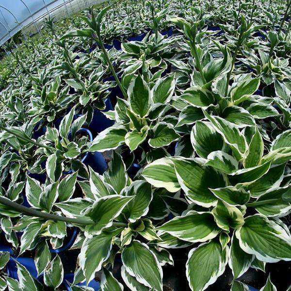 Buy Hosta 'Patriot' Online | Shade Perennials for Sale | Bay Gardens