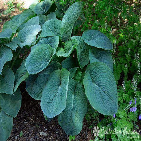 Hosta sieboldiana 'Elegans'