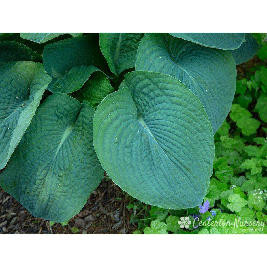 Hosta sieboldiana 'Elegans'