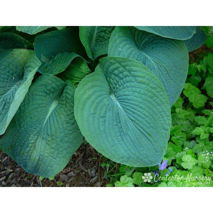 Hosta sieboldiana 'Elegans'