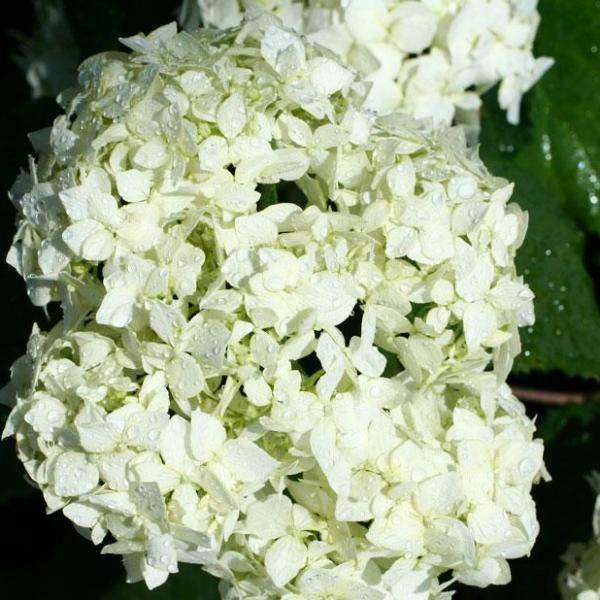 Hydrangea arborescens 'Annabelle'