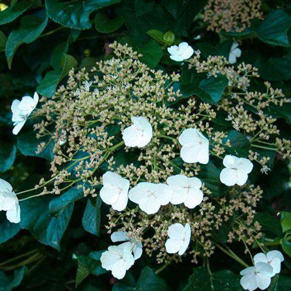 Hydrangea anomala petiolaris  'Climbing Hydrangea'