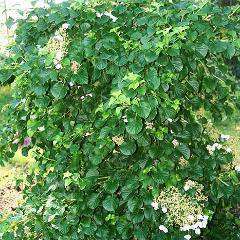 Hydrangea anomala petiolaris  'Climbing Hydrangea'