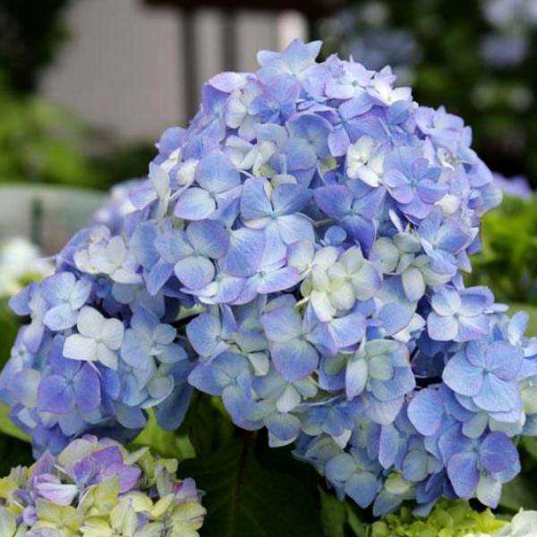 Buy Hydrangea Bloomstruck Online | Flowering Shrubs | Bay Gardens