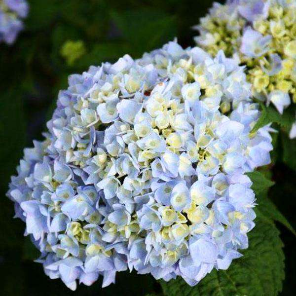 Hydrangea ES 'Endless Summer'