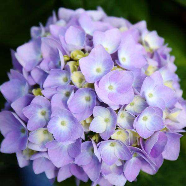 Hydrangea ES 'Endless Summer'