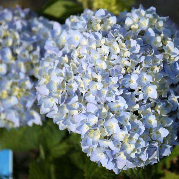 Hydrangea ES 'Endless Summer'