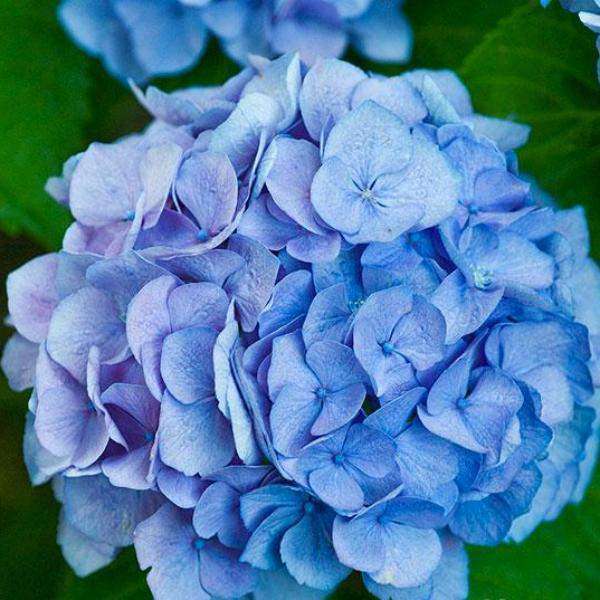 Hydrangea macrophylla 'Nikko Blue'