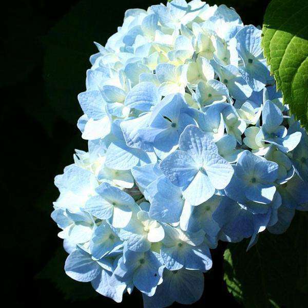 Hydrangea macrophylla 'Nikko Blue'