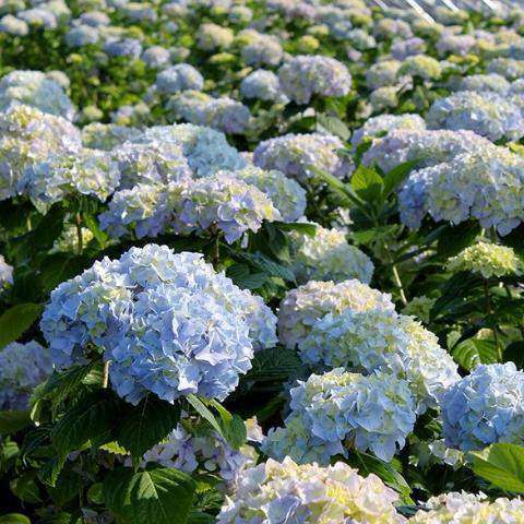 Hydrangea macrophylla 'Nikko Blue'