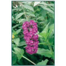 Buddleia davidii 'Royal Red'-Bay Gardens NY-Bay Gardens