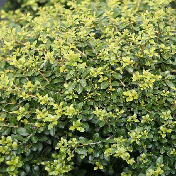 Ilex 'Green Lustre'