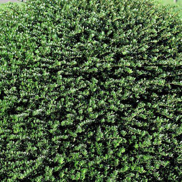 Buy Heller's Japanese Holly Online | Evergreen Shrubs | Bay Gardens