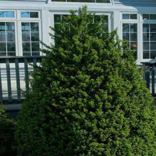 Buy Steed Japanese Holly Online | Evergreen Shrubs | Bay Gardens