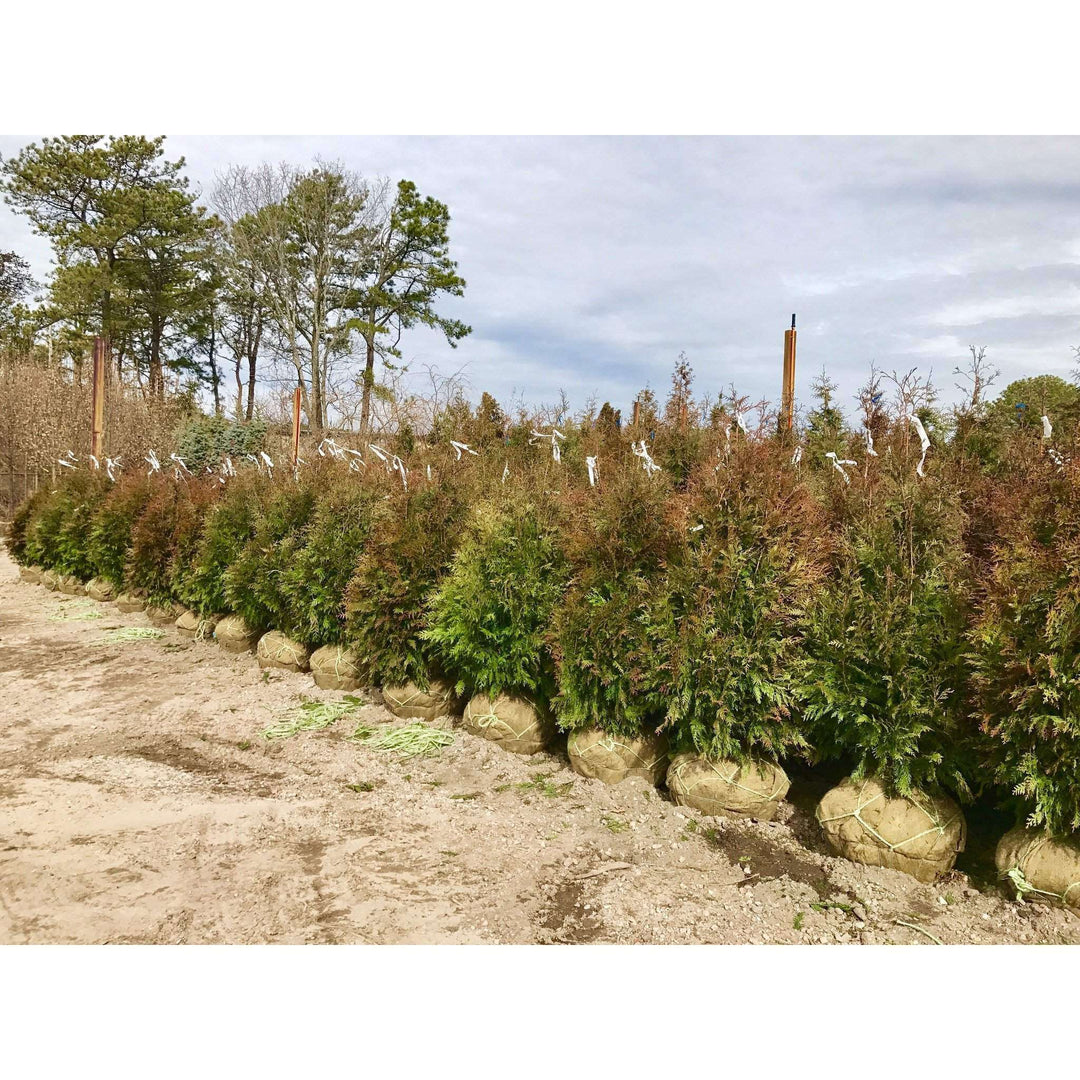 Thuja Excelsa-Bay Gardens-Bay Gardens