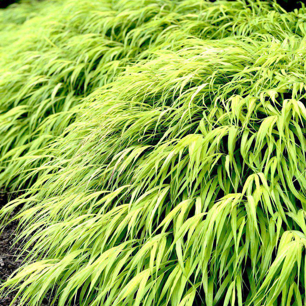 All Gold Japanese Forest Grass | Hakonechloa macra 'All Gold' | Ornamental Grass for Shade