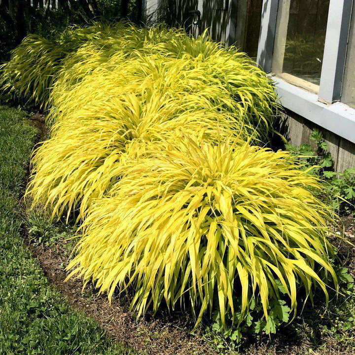 All Gold Japanese Forest Grass | Hakonechloa macra 'All Gold' | Ornamental Grass for Shade