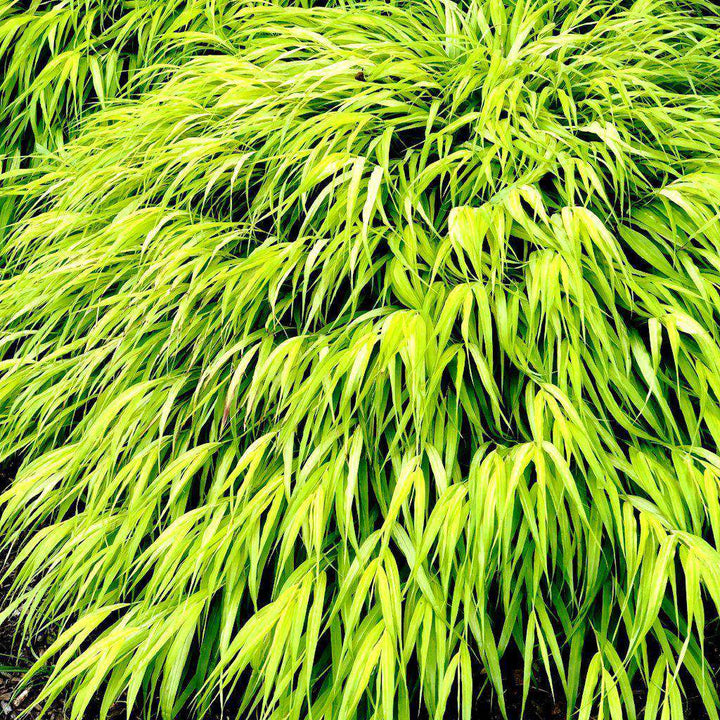 All Gold Japanese Forest Grass | Hakonechloa macra 'All Gold' | Ornamental Grass for Shade