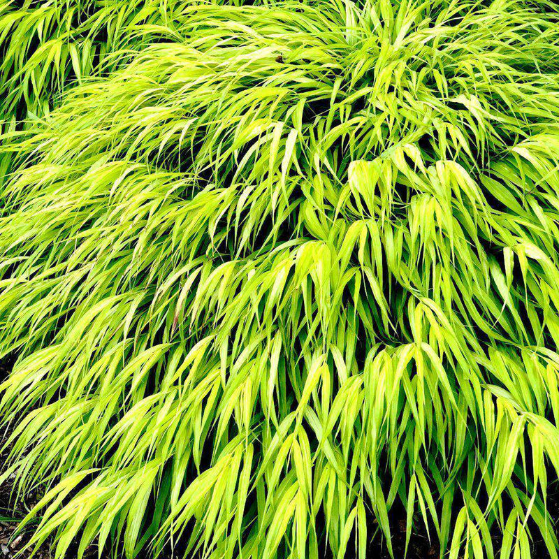 All Gold Japanese Forest Grass | Hakonechloa macra &