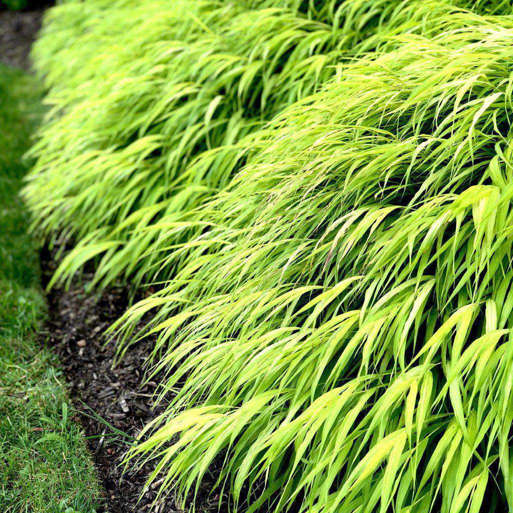 All Gold Japanese Forest Grass | Hakonechloa macra 'All Gold' | Ornamental Grass for Shade