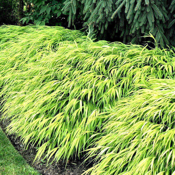 All Gold Japanese Forest Grass | Hakonechloa macra 'All Gold' | Ornamental Grass for Shade