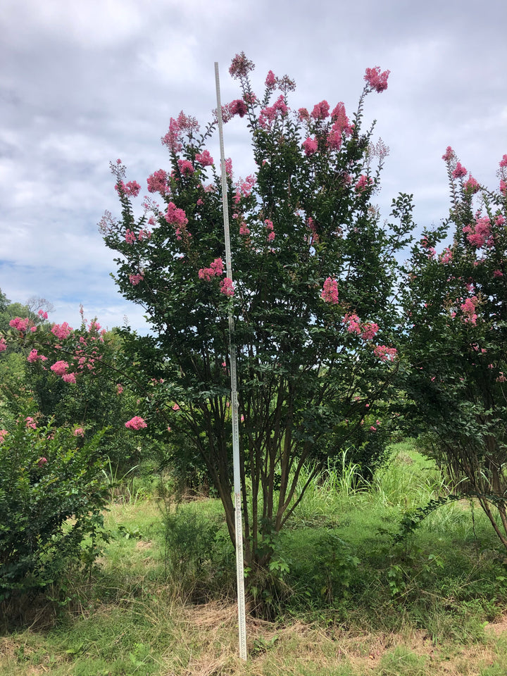 Crape Myrtle 'Sioux' (pink)