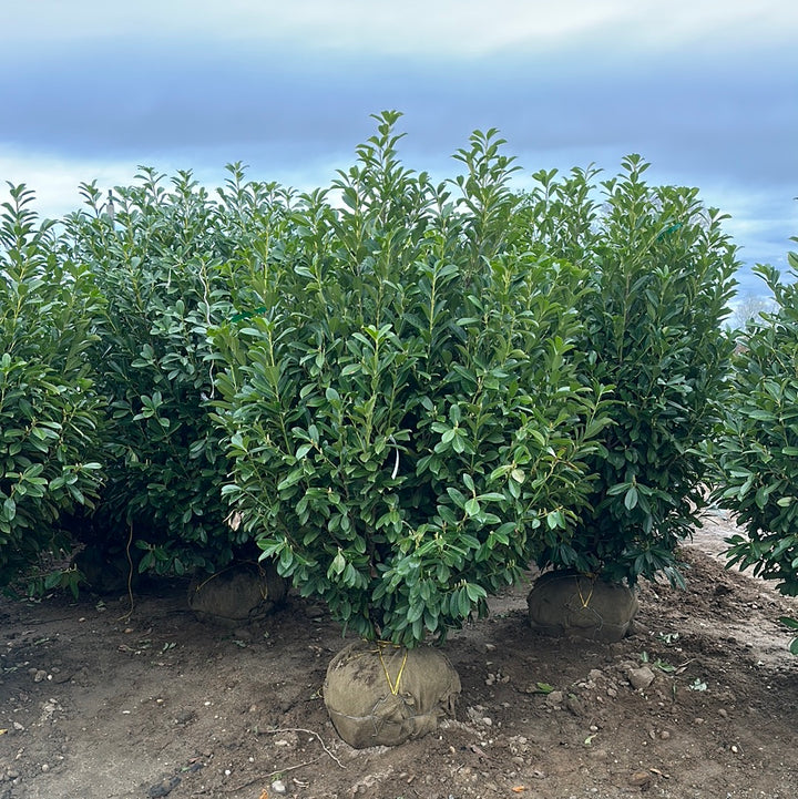 Prunus lauro. 'Nana' - Dwarf English Laurel