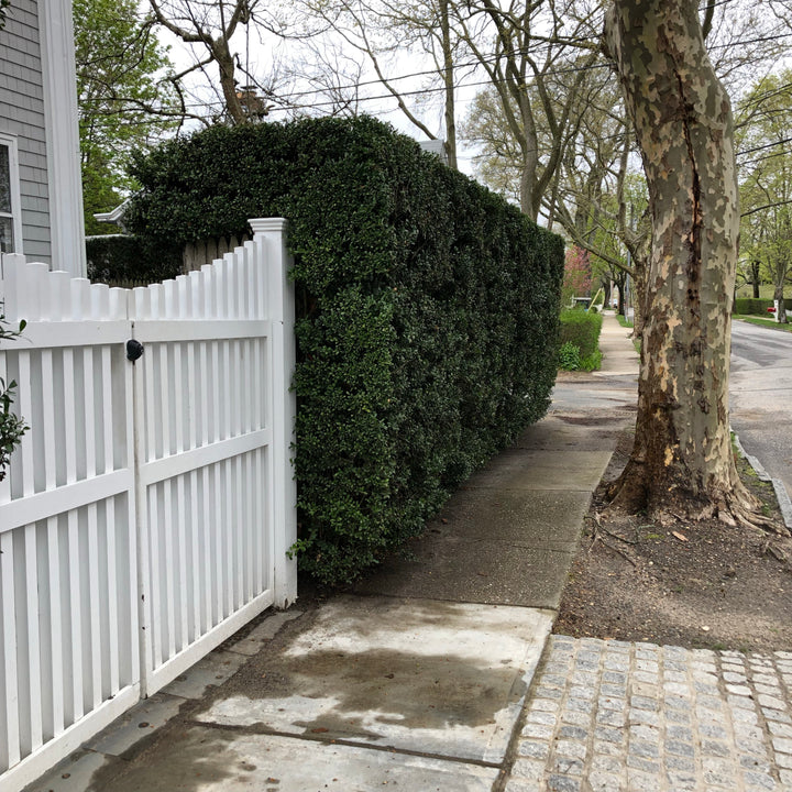 Ilex crenata 'Excelsa Schwoebel'