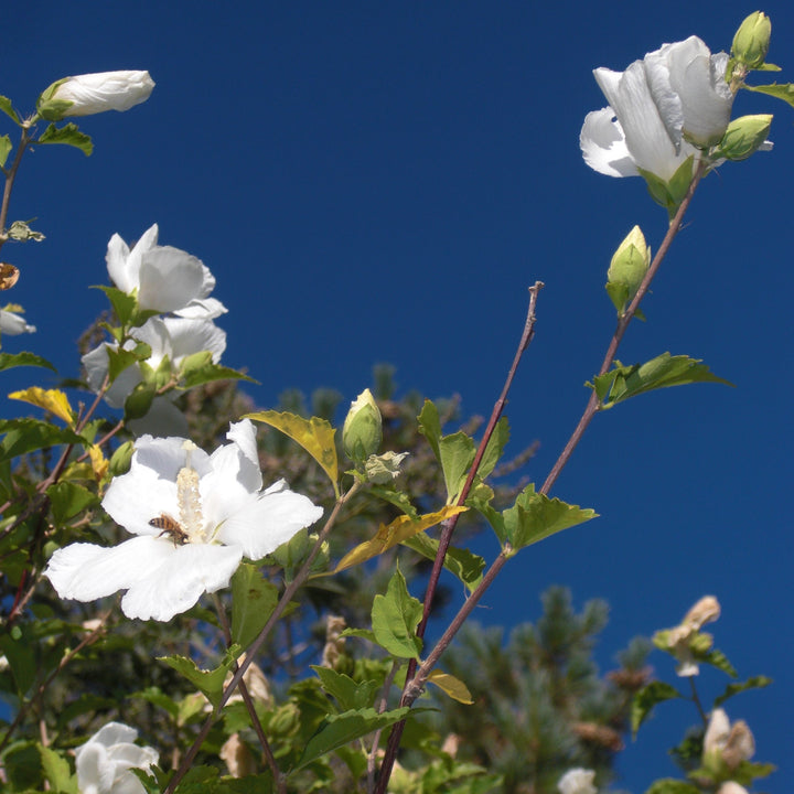 Hibiscus syriacus 'Diana' (Rose of Sharon)